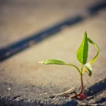 growing