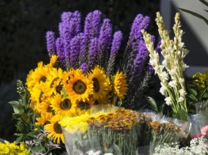 flowers - Allergy Season