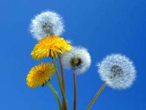 allergies