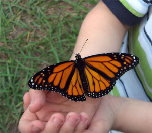 monarch butterfly - gratitude