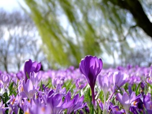 spring flowers