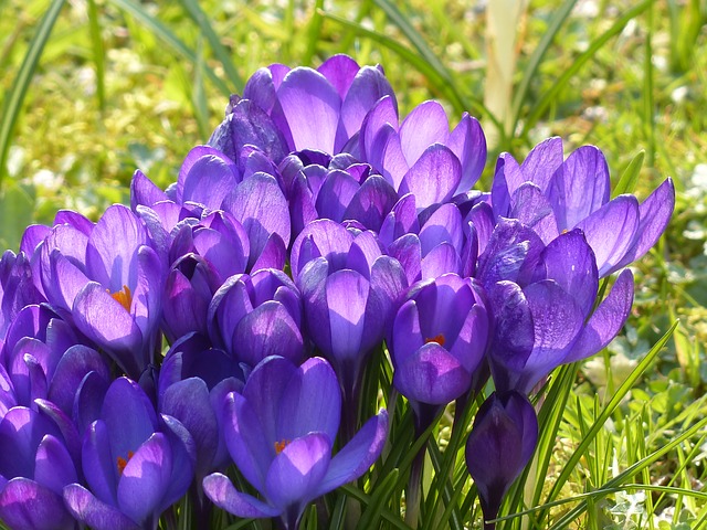 March crocus