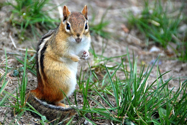 chipmunk