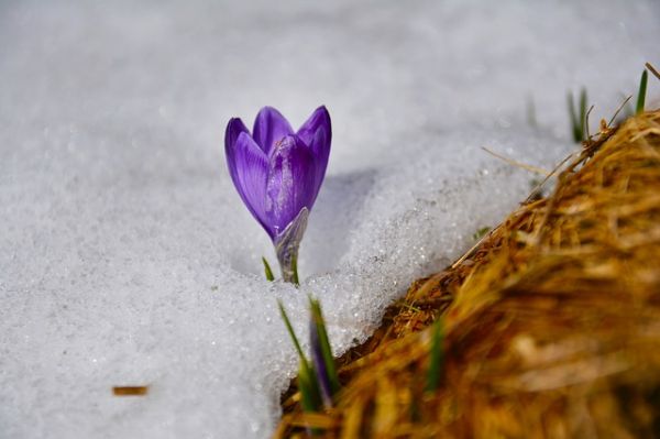 spring flower in snow