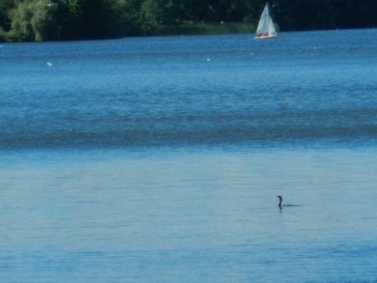 summertime loon