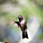 Hummingbird