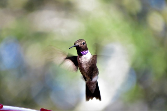 Hummingbird