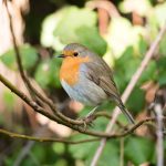 Robin in nature