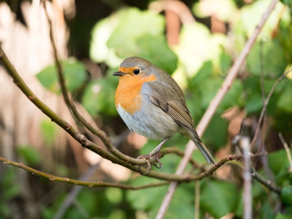 Robin in nature