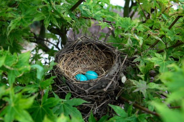 Bird nest and burning the candle at both ends