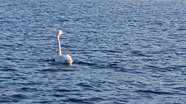 Swan