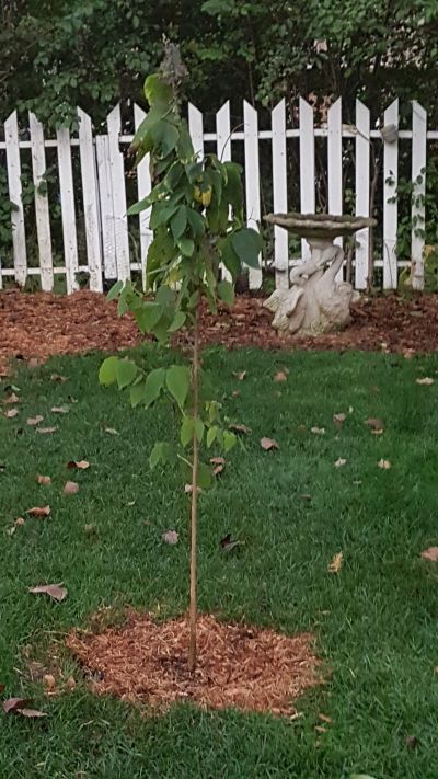 Hackberry