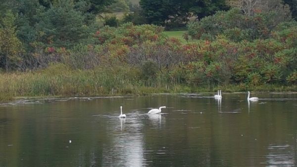 Swans