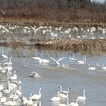 Swans