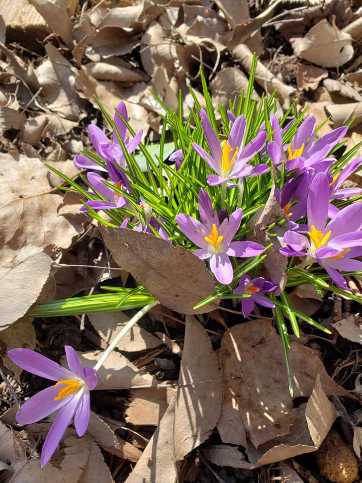 Flowers in Port Stanley