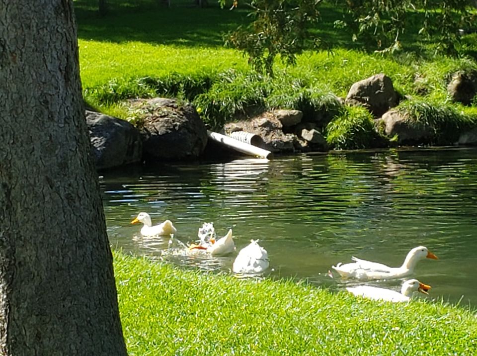 ducks
